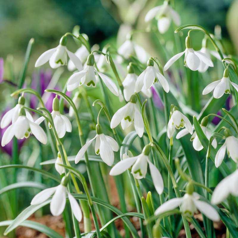 Vintergæk 'Nivalis'